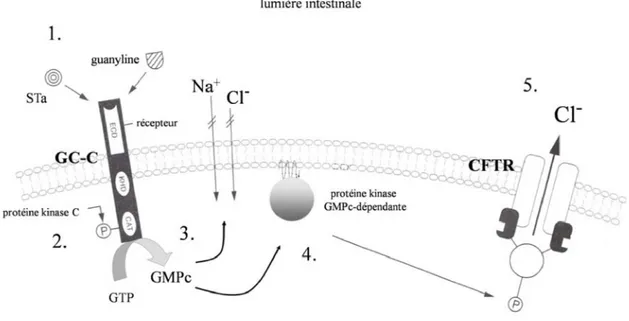 Figure 4: Effets cellulaires de l'entérotoxine STa et du peptide endogène guanyline. (1)  interaction de STa ou de la guanyline avec le domaine extracellulaire (ECD) de la  guanylate cyclase C (GC-C); (2) activation du domaine protéine-kinase C et  phospho