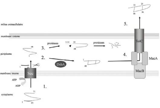 Figure  5: Biogénèse et sécrétion de STb : modèle actuellement proposé. (1) translocation  dans le périplasme du précurseur de 71 a.a