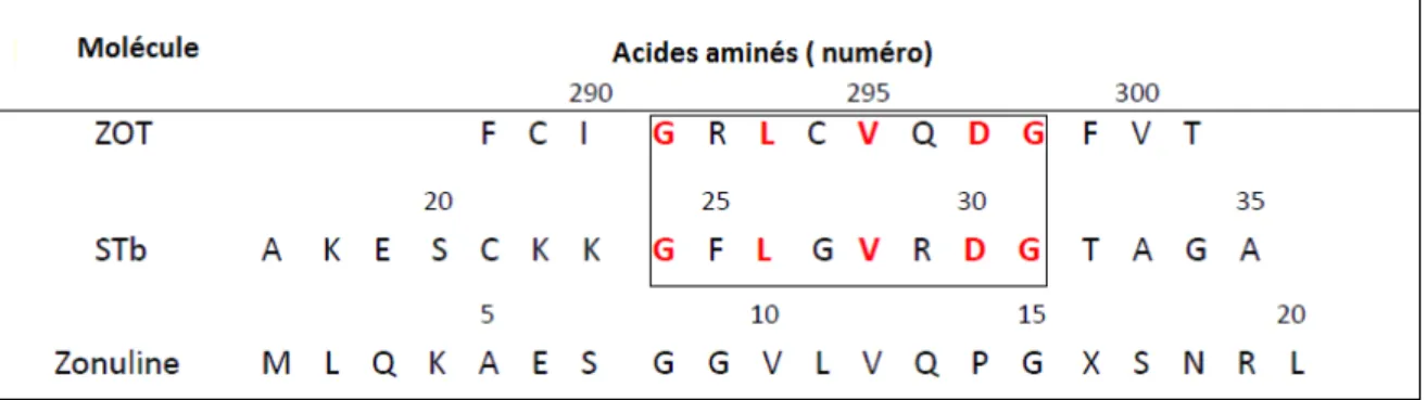 Tableau 1: Comparaison des séquences de la zonuline, ZOT et STb 
