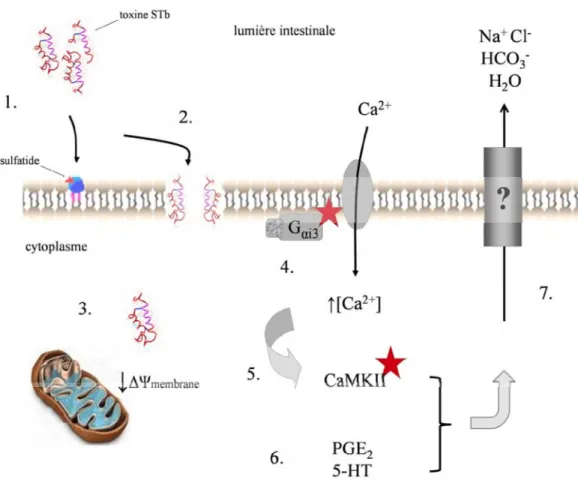 Figure 8: Mécanisme d'action proposé de la toxine STb. (1) Oligomérisation de la toxine et  liaison au sulfatide membranaire des entérocytes;  