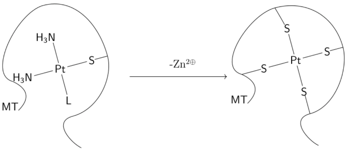 Figure 9 – Réaction simplifiée entre le cisplatine et une métallothionéine avec remplacement complet des ligands