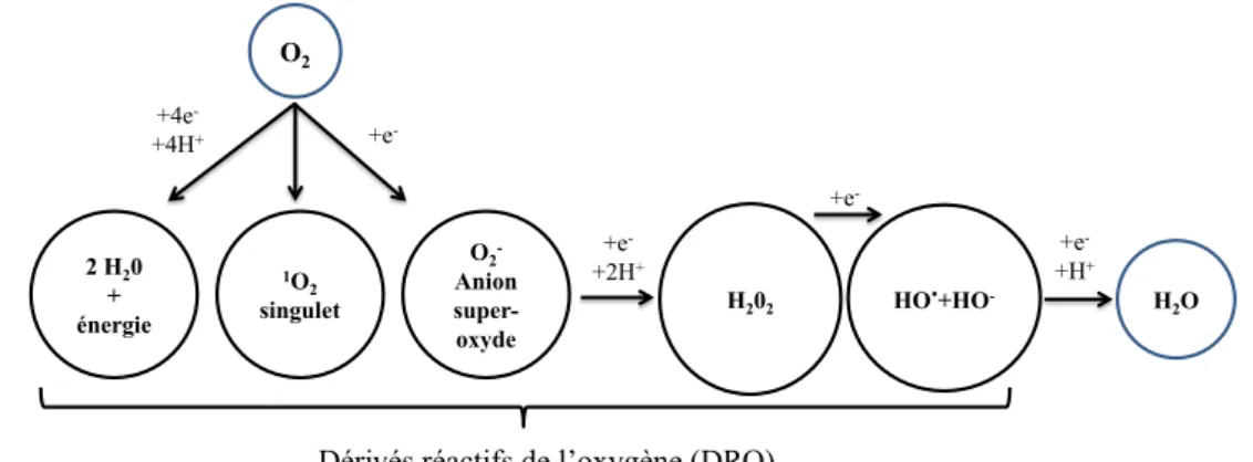 Figure I.2 : mécanisme de formation des dérivés réactifs de l’oxygène (DRO) dans l’atmosphère