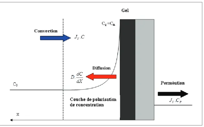 Figure  5 :  Profil  de  concentration  au  voisinage  de  la  membrane  lors  de  la  formation  d’une  couche de gel