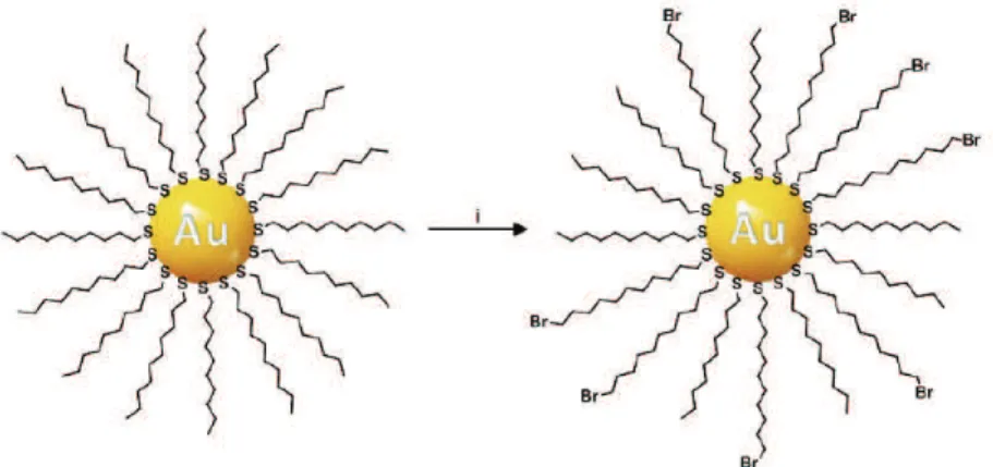 Figure 1.14 : Réaction d’échange de ligands alcanethiol par des ligands bromoalcanethiol à la  surface d’une nanoparticule d’or ; (i) : toluène à température ambiante [59]