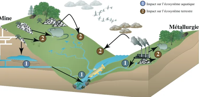Figure 1 - Schéma des impacts miniers et métallurgiques sur les écosystèmes. Les flèches indiquent la relation entre les  écosystèmes et les bioindicateurs sélectionnés pour cette étude (Camizuli, 2013).