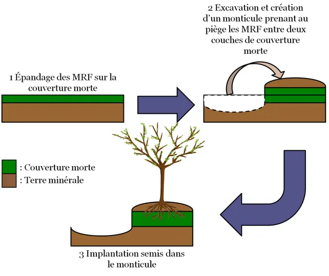 Figure  4.  Représentation  schématique  du  protocole  d’implantation  du  clone  de  PEH    DNxM-915508  après l’épandage des biosolides papetiers et de la boue de chaux sur le site d’expérimentation