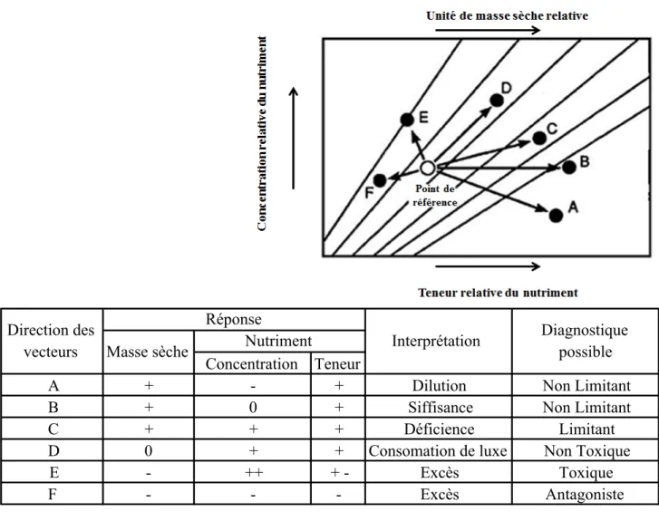 Figure 5. Interprétation de l’analyse vectorielle (Haase et Rose 1995). 