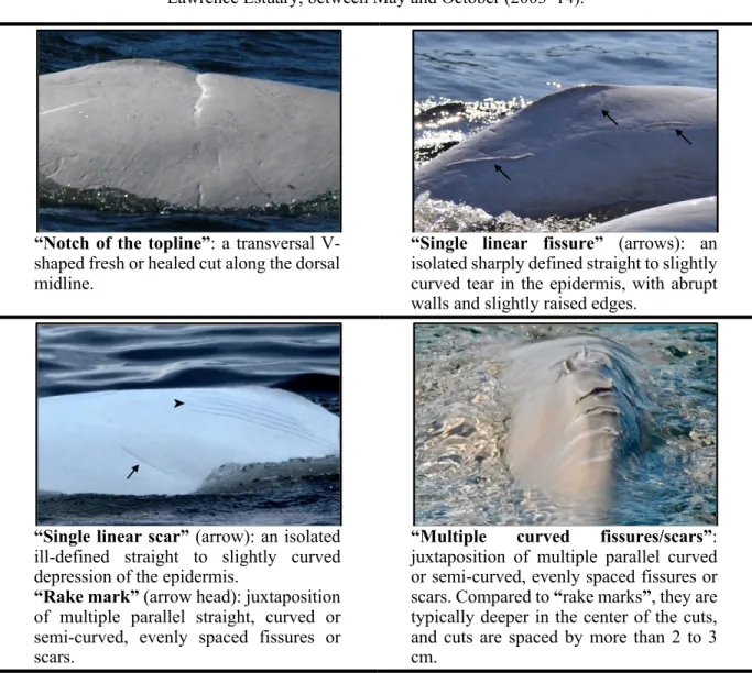 Figure 8. Skin lesion categories observed in belugas (Delphinapterus leucas) from the St
