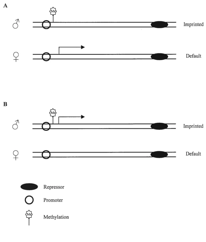 Fig. 2. Examples of imprinted gene expression in association with DNA