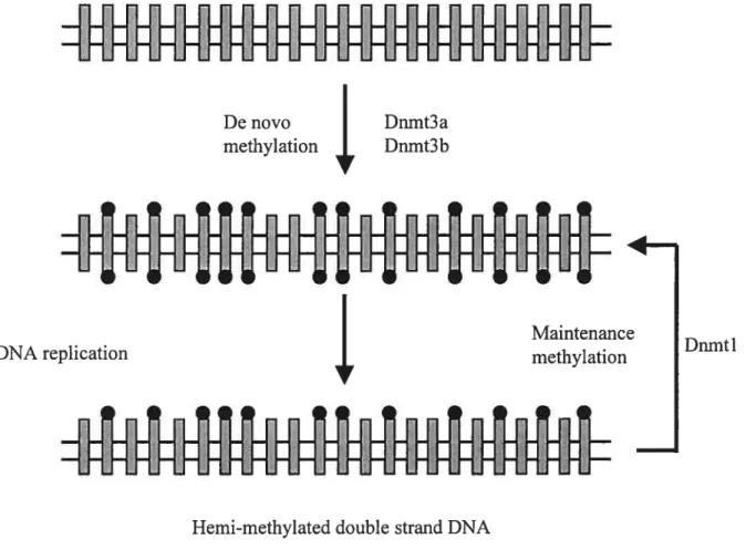 Fig. 5. Dynamics of de novo and maintenance DNA methylation pattems in dividing celis