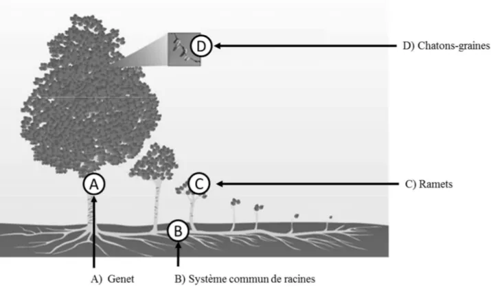 Fig. 1.12 : Populations d’organismes pluricellulaires clonales 