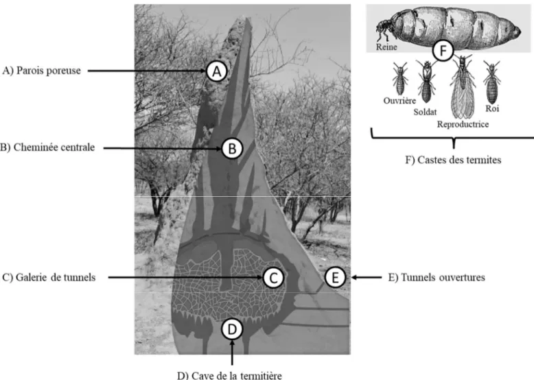 Fig. 1.13: Populations d’organismes pluricellulaires eusociaux 