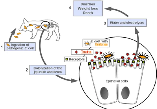 Figure 1: Mode of action of ETEC bacteria. 1. ETEC bacteria are ingested via  contaminated food and water