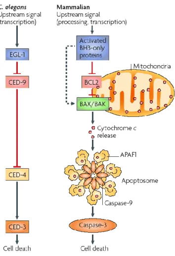 Figure  5:  Comparison  of  the  cellular  death  pathway  in  C.  elegans  and  in  mammals