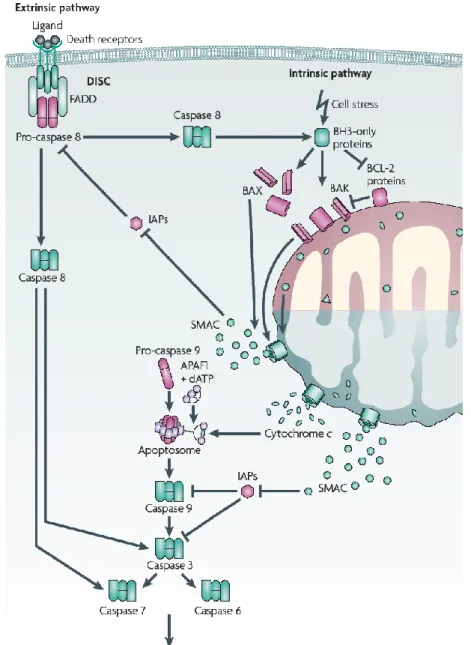 Figure  7:  Extrinsic  and  intrinsic  apoptotic  pathways.  Extrinsic  apoptosis  is  stimulated  following  the  interaction  of  a  ligand  and  a  receptor  of  the  TNFR  family  leading  to  the  formation  of  DISC
