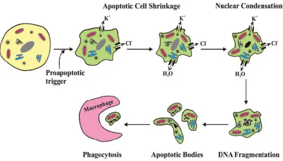 Figure  8:  Cell  shrinkage  during  apoptosis.  Apoptotic  cell  shrinkage  is  the  result of potassium, chloride, and water effluxes occurring following apoptotic  stimuli