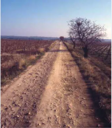 Figure  1 – La  voie  Domitienne,  toujours présente dans le paysage  rural. Chemin pérennisant le tracé  de  l’axe  antique  dans  le  secteur  de Pinet (Hérault).