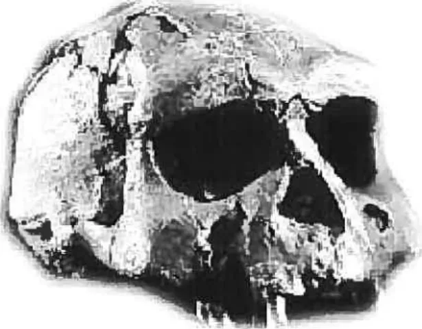 Fig. 5 : Sangiran 17, seul pithécanthrope dont la face soit conservée.