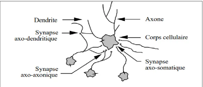 Figure 3.8  Un neurone avec son arborisation dendritique  Tirée de Touzet (1992, p.11) 