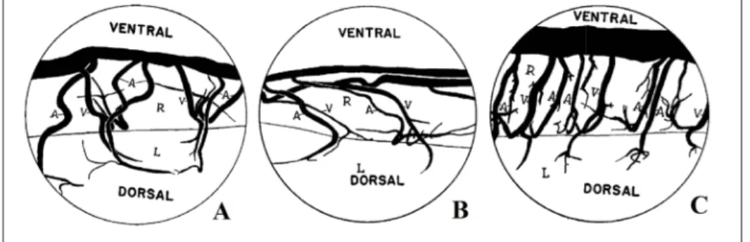 Figure 1.9 Angle formé par les artères centrales avec l’ASA aux niveaux cervical (A), thoracique (B) et lombaire (C)