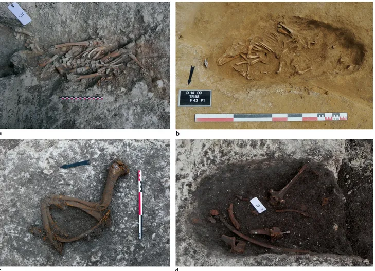 Fig. 3 - Différents types de dépôts de faune  retrouvés dans des pièges de chasse de la  moyenne vallée de la Vesle