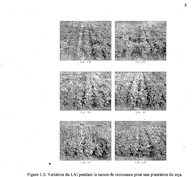 Figure 1.2: Variation du LAI pendant la saison de croissance pour une plantation de soja