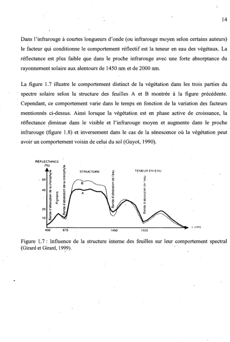 Figure  1....7  :  Influence  de  la  structure  interne  des  feuilles  sur  leur  comportement  spectral  (Girard et Girard,  1999)