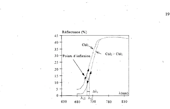 Figure  1.11:  Variation  du  point  d'inflexion  Ài  de  la  réflectance  foliaire  pour  une  augmentation de la concentration de la chlorophylle (Demarez,  1997) 