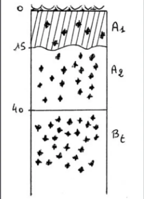 Figure 3. Représentation schématique du sol n°2, sol brun lessivé sur grès ou néoluvisol.