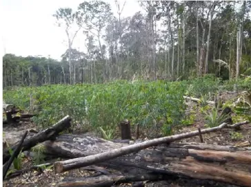 Figure 4 : exemple de défriche de forêt amazonienne pour l'aménagement agricole – crédit : EPAG 