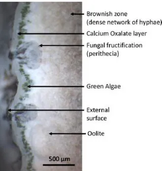 Fig.  3.  Microphotograph  of  a  weathered  side  profile  (antique  quarry  RQ2)  showing  the  oolitic limestone interface with Verrucaria nigrescens lichen fructification