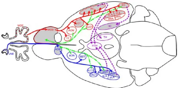Fig 3. Schéma des voies centrales majeures du système olfactif principal (en rouge)  et  du  système  olfactif  accessoire  (en  bleu)  sur  une  vue  ventrale  du  cerveau  de  souris  adulte