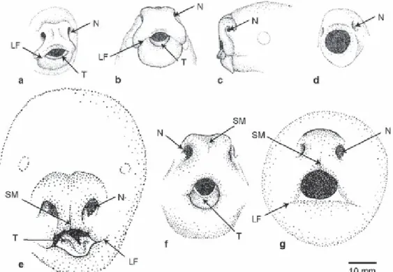 Fig  5.  Stade  du  développement  du    rhinarium  (ou  truffe)  chez  les  marsupiaux  néonataux