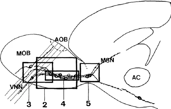 Fig 6. Schéma du cerveau antérieur de l’opossum  Monodelphis domestica adulte  en coupe parasagittale