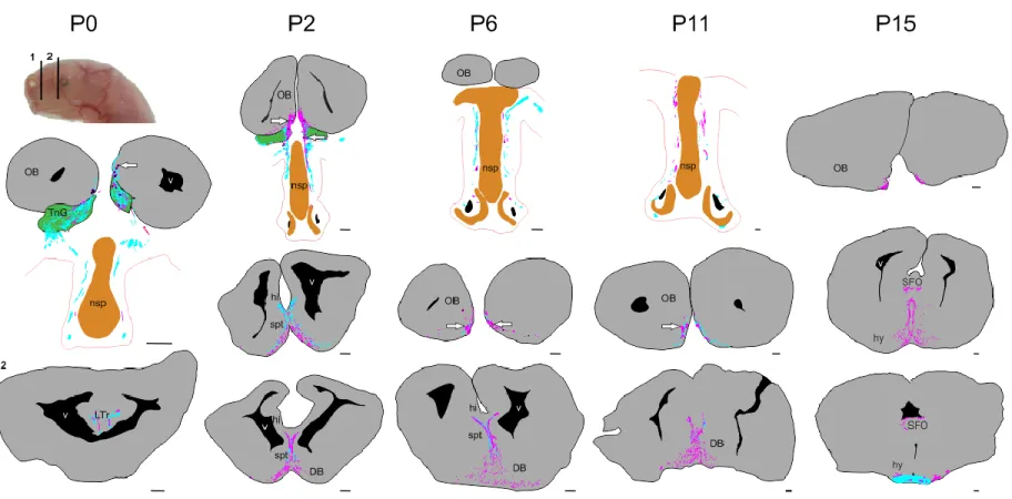 Fig  9.  Coupes  transverses  de  têtes  d’opossum  illustrant  le  marquage  NF200  (cyan)  et  GnRH1  (magenta)  à  différents âges