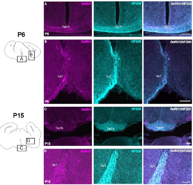 Fig  10.  À  droite,  microphotographies  de  coupes  transverses  de  cerveau  d’opossums  à  P6  (A,  B)  et  P15  (C,  D)  montrant  le  marquage  GnRH  (magenta,  colonne  de  gauche),  NF200  (cyan,  colonne  du  centre)  et  les  deux  superposés  (c