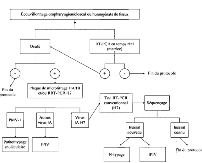 Figure 1  Protocole d'analyse du CNMAE lors de l'épidémie de virus H7N3 
