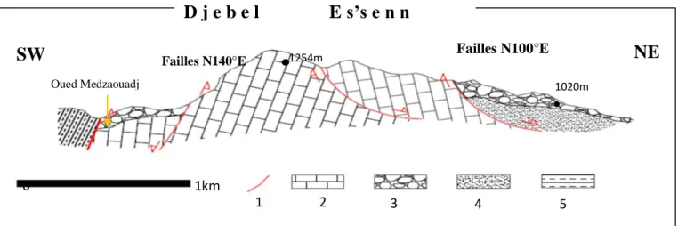 Figure 16:coupe synthétique faite sure la terminaison septentrionale du DjebelEs’senn (1 : faille 