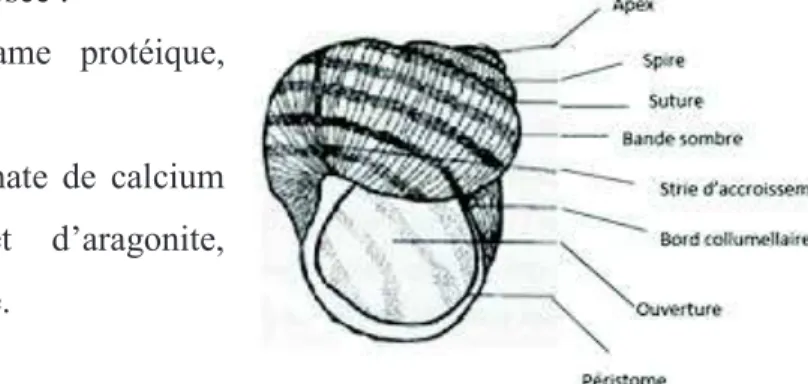 Figure 1 La coquille de l'escargot