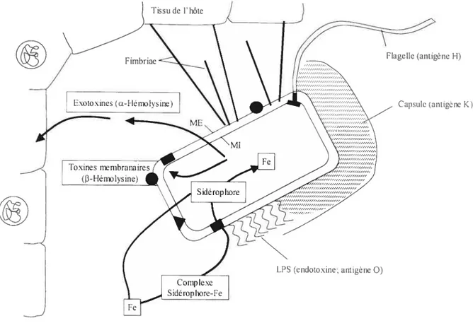 fig. 1: Représentation schématique d’une cellule «E. cou interagissant avec les tissus de Fhôte