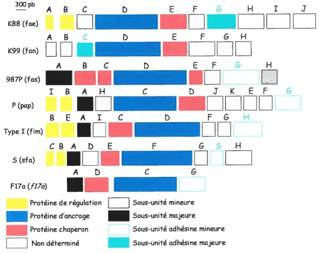 Fig. 2: Cartes des gènes codant pour la biogenèse des fimbriae K$8, K99, 9$7P, P, type I