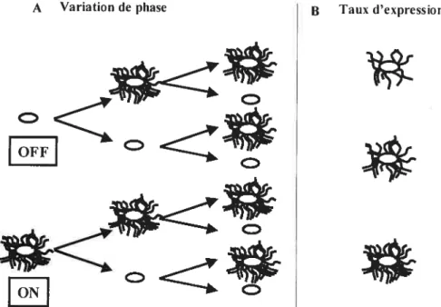 Fig. 5 Schéma de deux types de régulation transcriptionnelle : La variation de phase et le taux d’expression