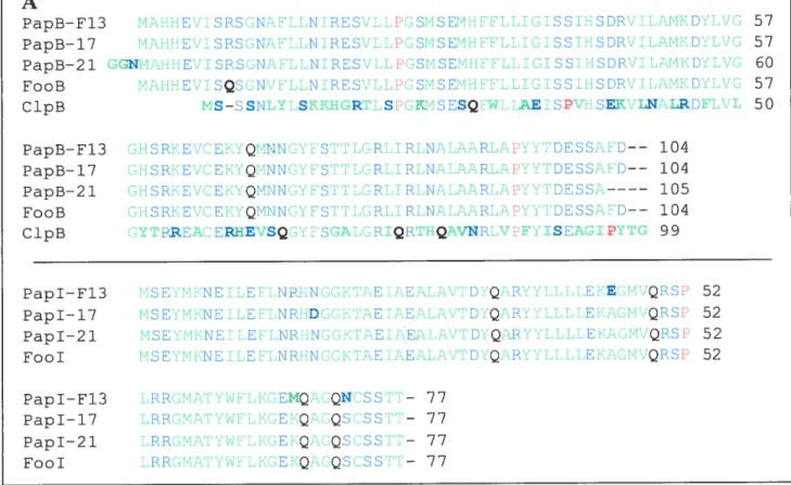 Fig. 9: Comparaison par alignement des séquences peptidiques des protéines régulatrices et des séquences nucléotidiques des régions régulatrices des opérons pap,foo et clp.