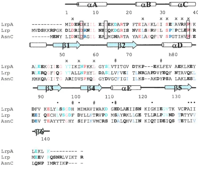 Fig. 13: Alignement des séquences peptidiques de LrpA de P. furiosus, Lrp de E.coli et AsnC de E.coli