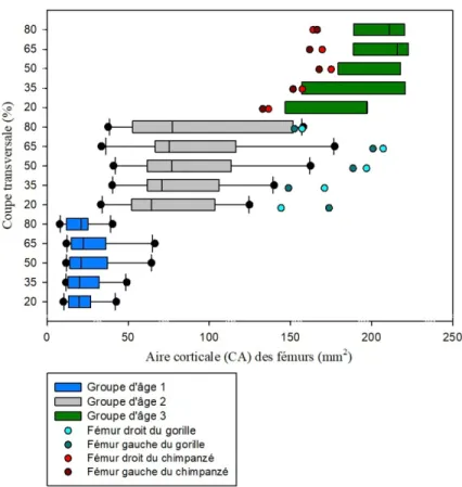Graphique  1  :  Comparaison de l'aire corticale (CA) des coupes transversales des fémurs  d'humains et de grands singes avec les groupes d'âge 1, 2 et 3 et les différentes zones de l'os  (20%, 35%, 50%, 65% et 80%)