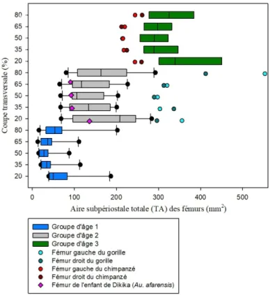 Graphique 3 : Comparaison de l'aire subpériostale totale (TA) des coupes transversales des  fémurs d'humains, de grands singes et de l'enfant de Dikika avec les groupes d'âge 1, 2 et 3 et  les différentes zones de l'os (20%, 35%, 50%, 65% et 80%)