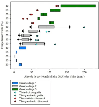 Graphique 10 : Comparaison de l'aire de la cavité médullaire (MA) des coupes transversales  des tibias d'humains et de grands singes avec les groupes d'âge 1, 2 et 3 et les différentes zones  de l'os (20%, 35%, 50%, 65% et 80%)