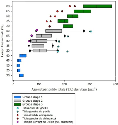Graphique 11 : Comparaison de l'aire subpériostale totale (TA) des coupes transversales des  tibias d'humains, de grands singes et de l'enfant de Dikika avec les groupes d'âge 1, 2 et 3 et  les différentes zones de l'os (20%, 35%, 50%, 65% et 80%)