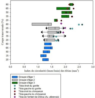 Graphique 14 : Comparaison de l'index de circularité (I max /I min ) des coupes transversales des  tibias d'humains, de grands singes et de l'enfant de Dikika avec les groupes d'âge 1, 2 et 3 et  les différentes zones de l'os (20%, 35%, 50%, 65% et 80%)