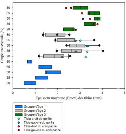 Graphique  16  :  Comparaison de l'épaisseur moyenne (E moy ) des coupes transversales des  tibias d'humains et de grands singes avec les groupes d'âge 1, 2 et 3 et les différentes zones de  l'os (20%, 35%, 50%, 65% et 80%)